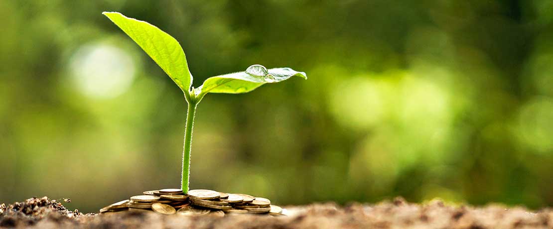 Nachhaltigkeit - Pflanze, die auf Geld wächst